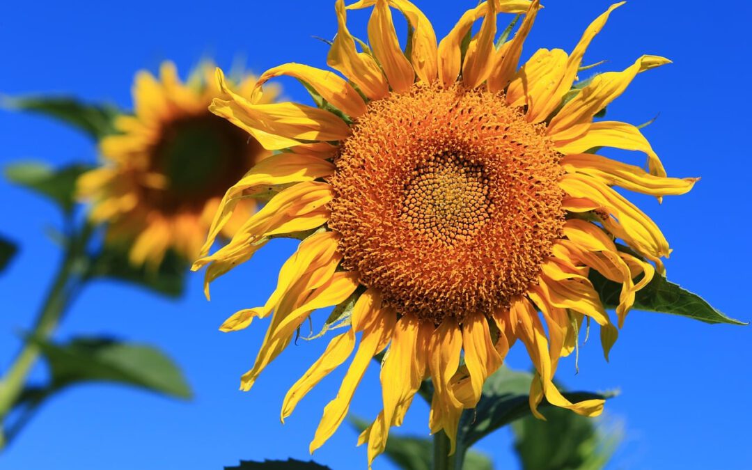Zerstörte Blumen – Die tiefen seelischen Wunden durch Missbrauch